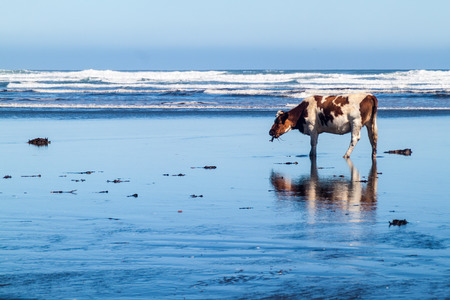 Cow eats a sea weed on a beach in Chiloe National Park, Chileの写真素材