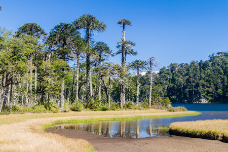 Laguna Toro lake in National Park Huerquehue, Chileの写真素材