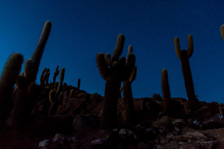 Early morning on Isla Incahuasi (Isla del Pescado) in the middle of the world's biggest salt plain Salar de Uyuni, Bolivia. Island is covered in Trichoreus cactus.の写真素材