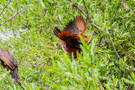 Hoatzin (Opisthocomus hoazin) bird on a tree lining Yacuma river, Boliviaの写真素材