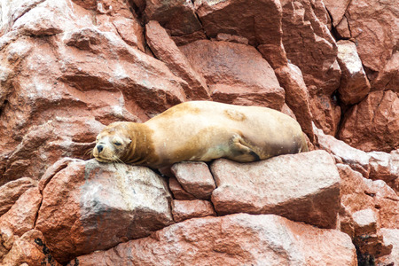 South American Sea lion relaxing on the rocks of the Ballestas Islands in the Paracas National park, Peru.の写真素材
