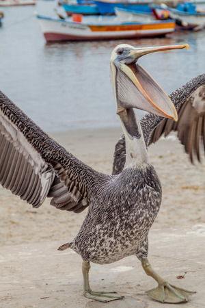 Pelican in a port of Paracas town, Peruの写真素材