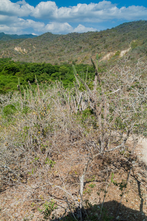 Dry forest in Machalilla National Park, Ecuadorの写真素材