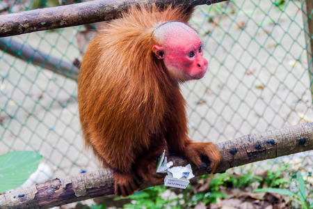 PADRE COCHA, PERU - JUNE 19, 2015: The bald uakari monkey (Cacajao calvus) eats stolen cigarettes in Amazon Animal Orphanage Pilpintuwasi in village Padre Cocha near Iquitos, Peruのeditorial素材