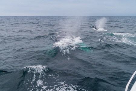 Humpback whale (Megaptera novaeangliae)  in Machalilla National Park, Ecuadorの写真素材