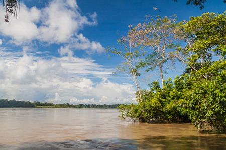 Jungle along river Napo, Ecuadorの写真素材