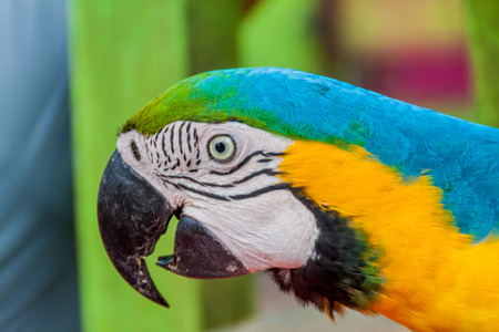 Blue-and-yellow macaw (Ara ararauna) in Fundo Pedrito animal farm in village Barrio Florido near...