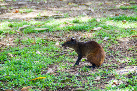 Agouti at Ile Royale, one of the islands of Iles du Salut (Islands of Salvation) in French Guianaの写真素材