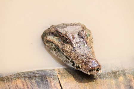 The spectacled caiman (Caiman crocodilus) in Fundo Pedrito animal farm in village Barrio Florido...