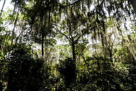 Trees covered by Spanish moss (Tillandsia usneoides) callled also Barba de Viejo (Old Man's Beard)...