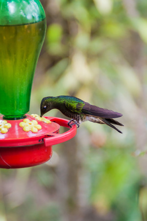 Hummingbird at the feeder in Cocora valley, Colombiaの写真素材
