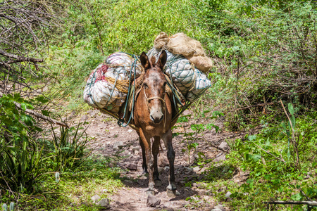 Mule on a path in Chicamocha river canyon in Colombiaの写真素材