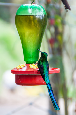 Hummingbird at the feeder in Cocora valley, Colombiaの写真素材