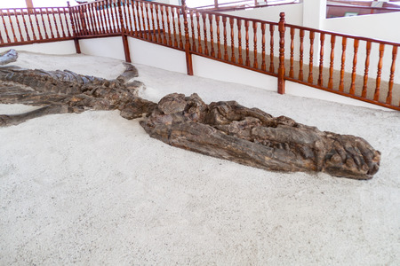 VILLA DE LEYVA, COLOMBIA - SEPTEMBER 22, 2015: Fossilised specimen of Kronosaurus in El Fosil museum near Villa de Leyva in Colombiaのeditorial素材