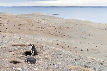 Colony of Magellanic Penguins (Spheniscus magellanicus) on Isla Magdalena in the Strait of Magellan, Chile.の写真素材