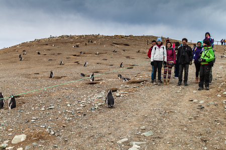ISLA MAGDALENA, CHILE - MARCH 4, 2015: Tourists watch Magellan Penguins at Penguin colony on Isla Magdalena island in Magellan Strait, Chileのeditorial素材