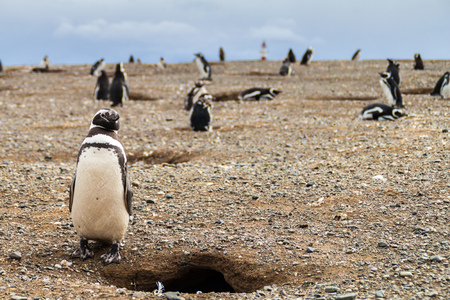 Penguin colony on Isla Magdalena island in Magellan Strait, Chileの写真素材