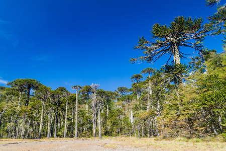 Araucaria forest in National Park Herquehue, Chile. The tree is called Araucaria araucana (commonly: monkey puzzle tree, monkey tail tree, Chilean pine)の写真素材
