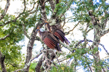 Hoatzin (Opisthocomus hoazin) bird on a tree lining Yacuma river, Boliviaの写真素材