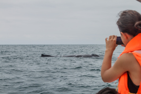 PUERTO LOPEZ, ECUADOR - JULY 2, 2015: Tourists watch humpback whale (Megaptera novaeangliae) in Machalilla National Park, Ecuadorのeditorial素材