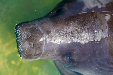 The Amazonian manatee (Trichechus inunguis) in Amazon Manatee Rescue Center near Iquitos, Peruの写真素材