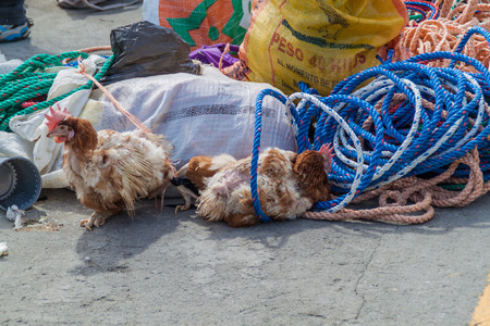 ZUMBAHUA, ECUADOR - JULY 4, 2015: Hens at the traditional Saturday market in a remote village Zumbahuaのeditorial素材