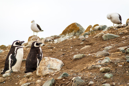 Colony of Magellanic Penguins (Spheniscus magellanicus) on Isla Magdalena in the Strait of Magellan, Chile.の写真素材