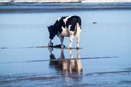 Cow eats a sea weed on a beach in Chiloe National Park, Chileの写真素材
