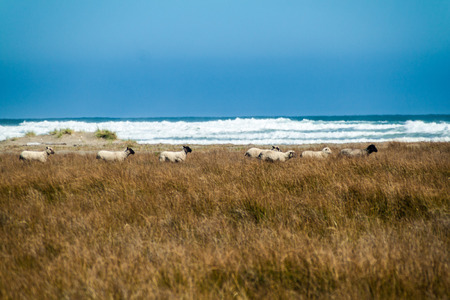 Sheep on a coast in Chiloe National Park, Chileの写真素材