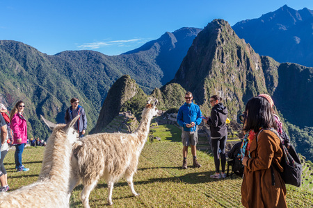 MACHU PICCHU, PERU - MAY 18, 2015: Tourists watch lamas at Machu Picchu ruins, Peru.のeditorial素材