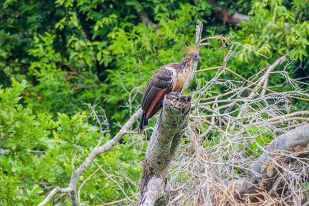 Hoatzin (Opisthocomus hoazin) bird on a tree lining Yacuma river, Boliviaの写真素材