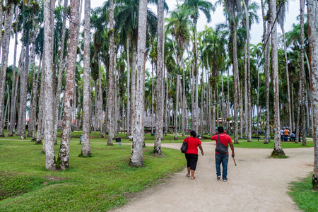 PARAMARIBO, SURINAME - AUGUST 5, 2015: Palmentuin park in Paramaribo, capital of Suriname.のeditorial素材