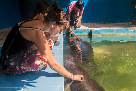 IQUITOS, PERU - JUNE 19, 2015: Visitors watch Amazonian manatee (Trichechus inunguis) in Amazon Manatee Rescue Center near Iquitos, Peruのeditorial素材