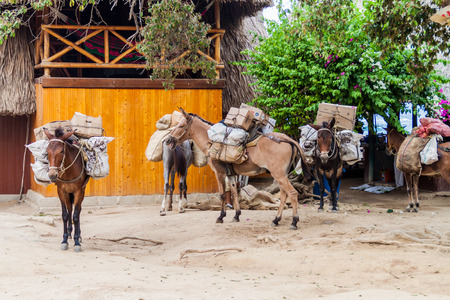 TAYRONA, COLOMBIA - AUGUST 26, 2015: Horsess transport a cargo in Tayrona National Park, Colombiaのeditorial素材