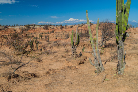 Cacti, plants and orange rock formations in Tatacoa desert, Colombiaの写真素材