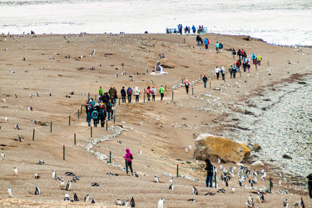 ISLA MAGDALENA, CHILE - MARCH 4, 2015: Tourists watch Magellan Penguins at Penguin colony on Isla Magdalena island in Magellan Strait, Chileのeditorial素材