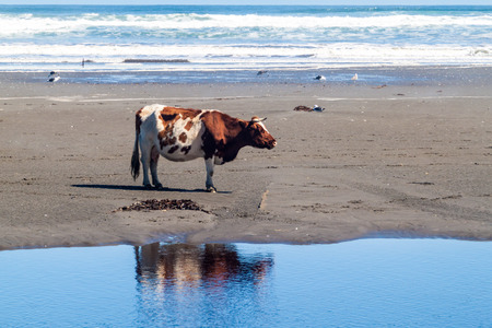 Cow on a beach in Chiloe National Park, Chileの写真素材