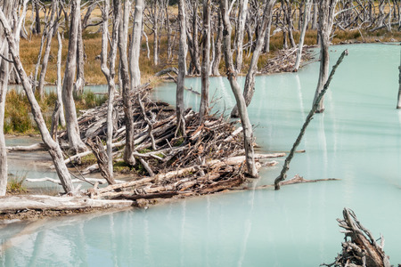 Beaver dam and lake in Tierra del Fuego, Argentinaの写真素材