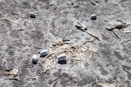 Dead flamingo and flamingo eggs on a coast of Laguna Colorada lake on bolivian Altiplanoの写真素材
