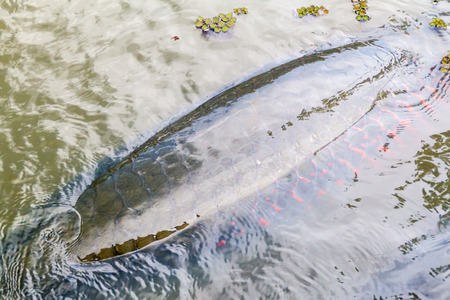 Arapaima fish in Fundo Pedrito animal farm in village Barrio Florido near Iquitos, Peruの写真素材