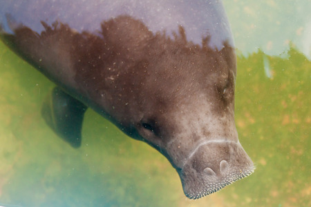 The Amazonian manatee (Trichechus inunguis) in Amazon Manatee Rescue Center near Iquitos, Peruの写真素材