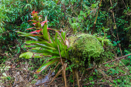 Bromeliad in National Park Podocarpus in southern Ecuadorの写真素材