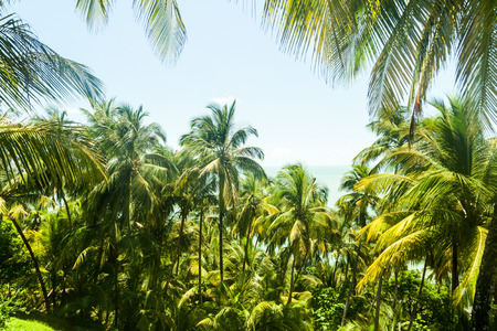 Palms at Ile Royale, one of the islands of Iles du Salut (Islands of Salvation) in French Guianaの写真素材