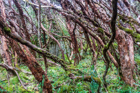 Forest of Polylepis trees in National Park Cajas, Ecuadorの写真素材