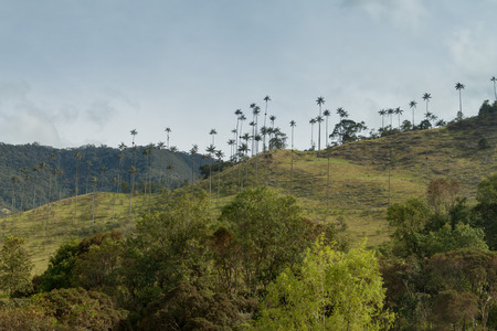 Wax palms in Cocora valley, Colombiaの写真素材