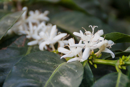 Detail of coffee tree blossom, Colombiaの写真素材