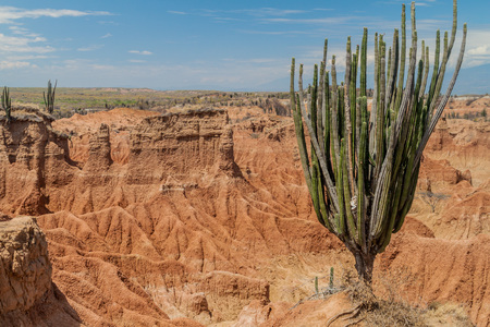 Cactus and orange rock formations of Tatacoa desert, Colombiaの写真素材