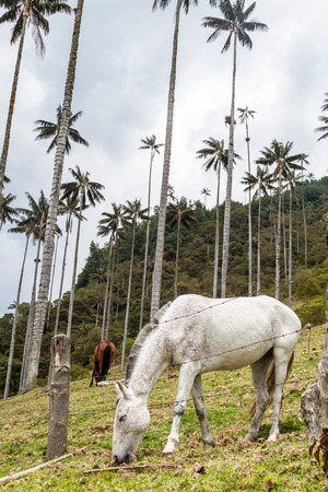 Horses graze under the tall wax palms in Cocora valley, Colombiaの写真素材