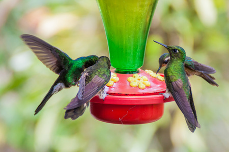 Hummingbirds at the feeder in Cocora valley, Colombiaの写真素材