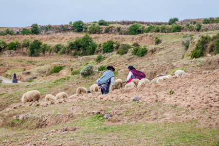 AMANTANI, PERU - MAY 15, 2015: Native peasants with their sheep on Amantani island in Titicaca lake, Peruのeditorial素材